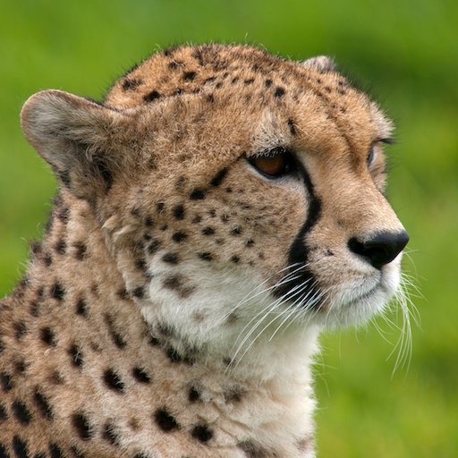 Cheetah Track chat bot