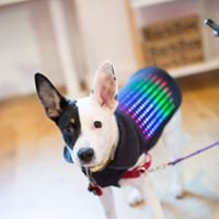 WoofPack chat bot