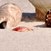 Write with shells on the beach starting at  5.00 $ chat bot