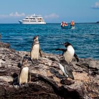 Galapagos Sea Star Journey chat bot
