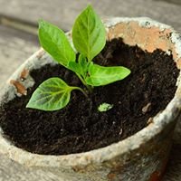 Indoor Gardeners chat bot