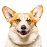 I Heart Puppies chat bot