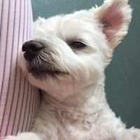 Mr Dennis The Dog chat bot