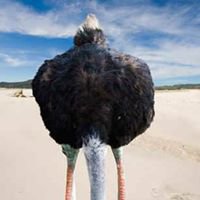 OCD Ostrich chat bot