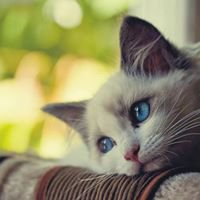 Sm_calendar_test chat bot