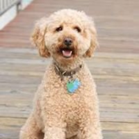 Labradoodles chat bot