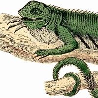 Lizzard Tips chat bot