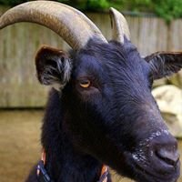 Black Goat of Qohor chat bot
