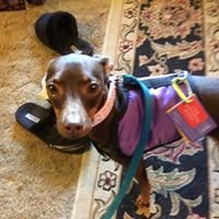 Cami the Service Dog chat bot