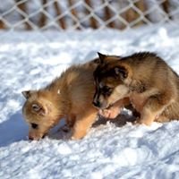 Siberian Husky Puppy Training chat bot