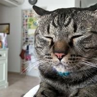 King Teddy The Tabby Cat chat bot
