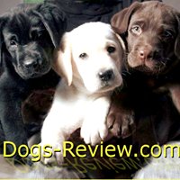 Dogs-Review chat bot