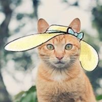 Cat Wear Inc. chat bot