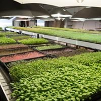 Microgreens and Sprouting Seeds chat bot