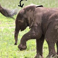 Andi's 'Help the African Elephant' cause chat bot