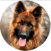 Do You Love German Shepherds chat bot